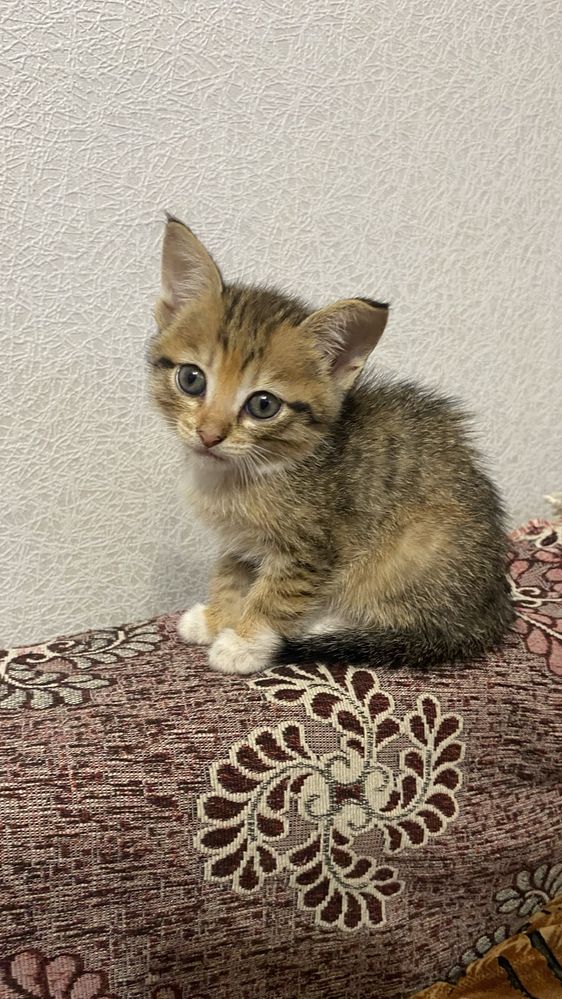 Отдам котят бесплатно