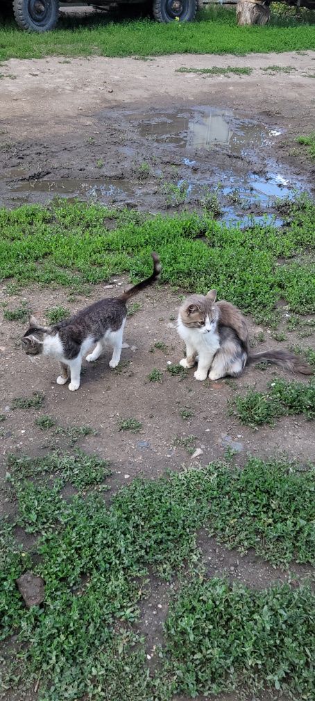Ищу новых хозяев коту
