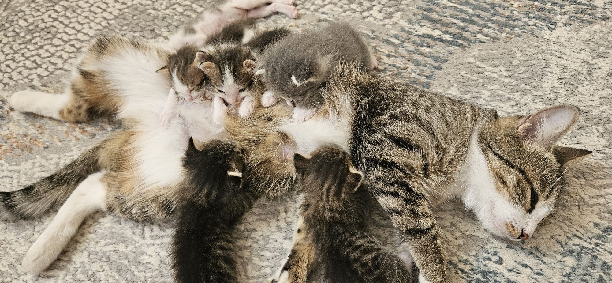 Отдам котят в хорошие руки
