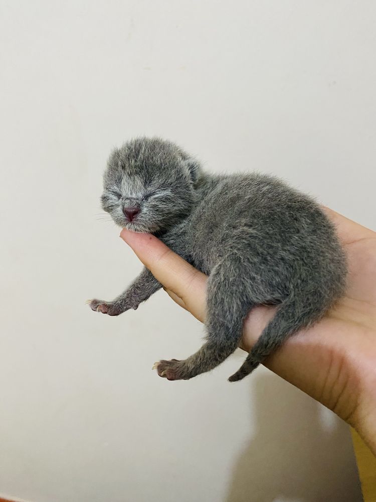 Шотландский вислоухий котята