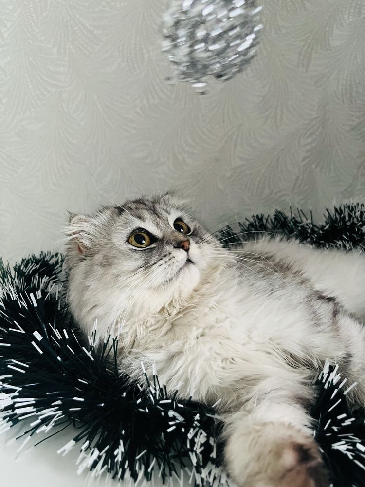 Пушистый шотландский вислоухий кот