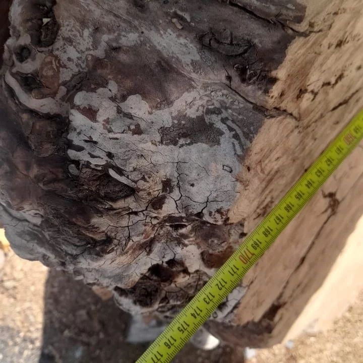 Столешница из дуба и карагача, Торцевой спил дуба, карагача, поднос из