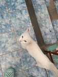 Белая красавица кошка
