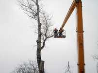 Спил деревьев любой сложности