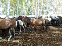 Лошади с табуна 200-400