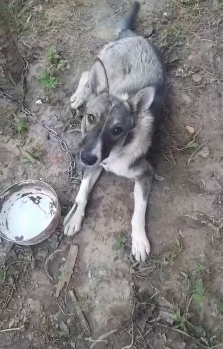 Отдам в добрые руки.