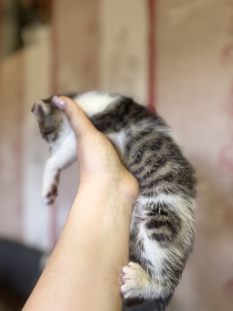 Отдам котят в добрые руки
