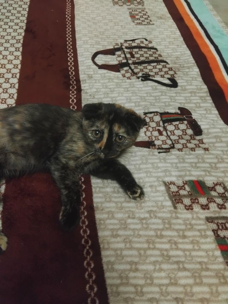 Отдам четырёх месячного котёнка.