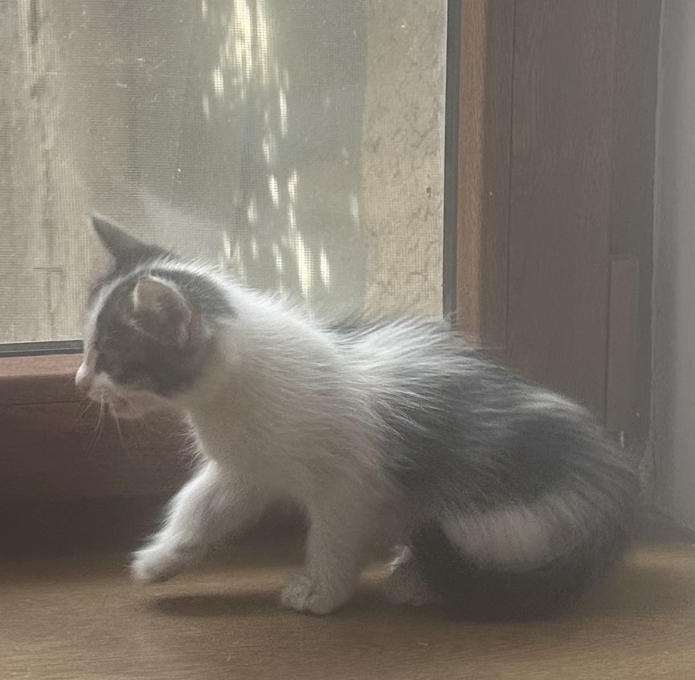 Котёнок ищет хозяина