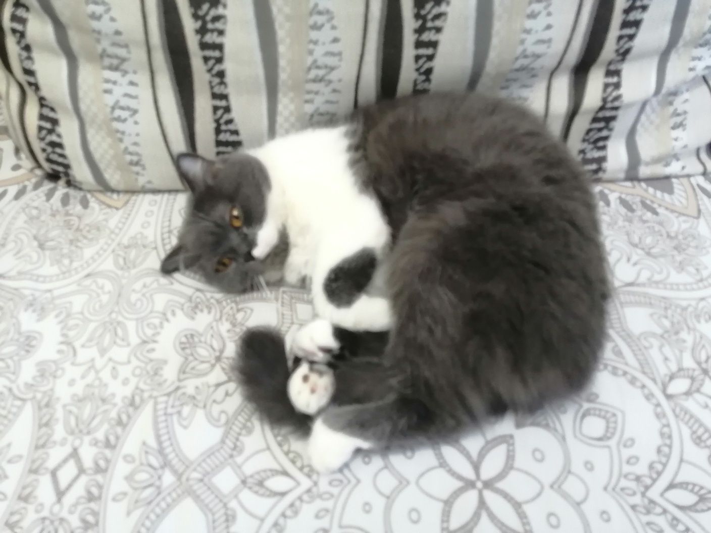 Кошка шотландская прямоухая