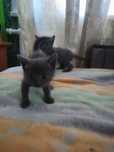 Отдам котят 1.5 мес
