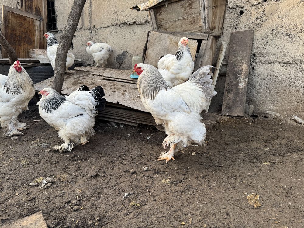 Петухи и курицы брама