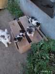 Отдам котят в добрые руки.