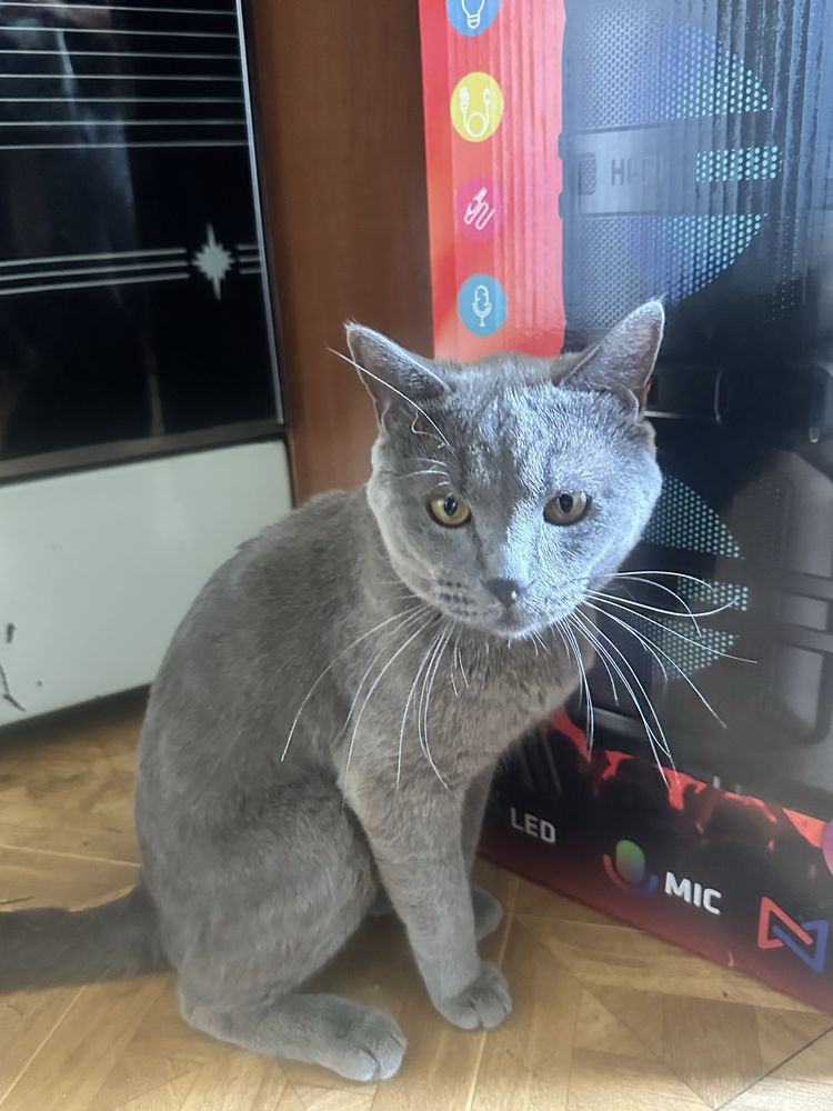 Кот Локи британский малыш