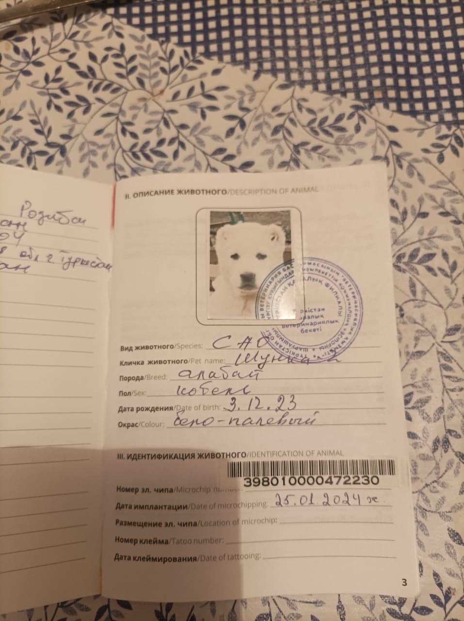Алабай ит сатылады 1,5 жасар