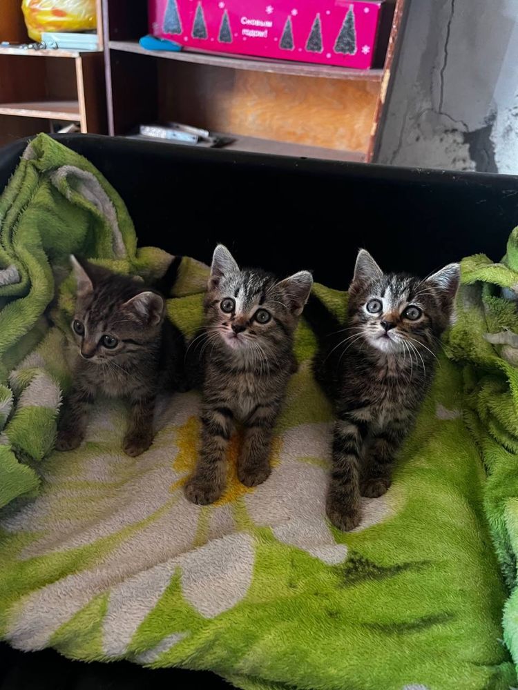 Котята в добрые руки