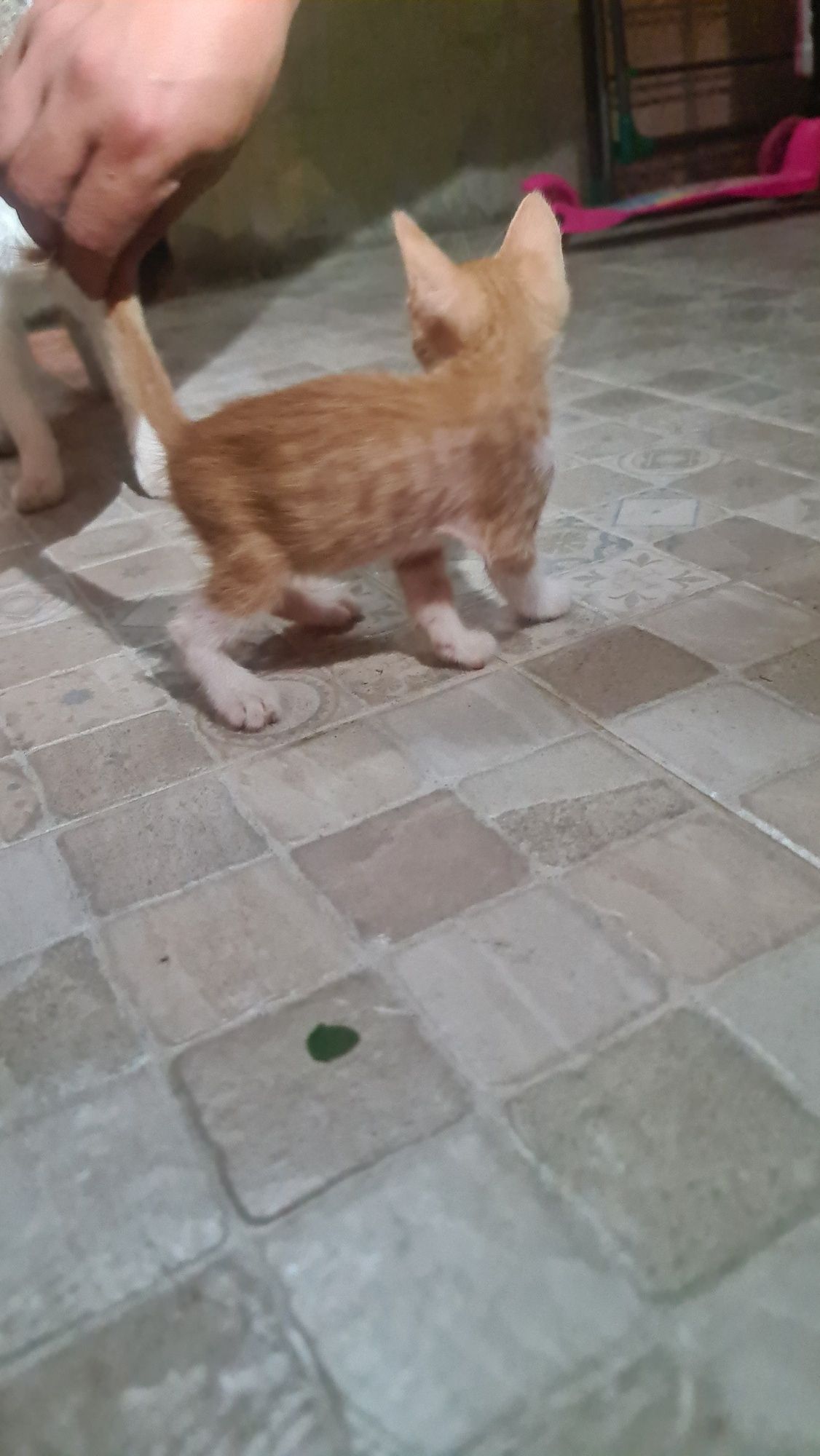 Бесплатно рыжий котёнок