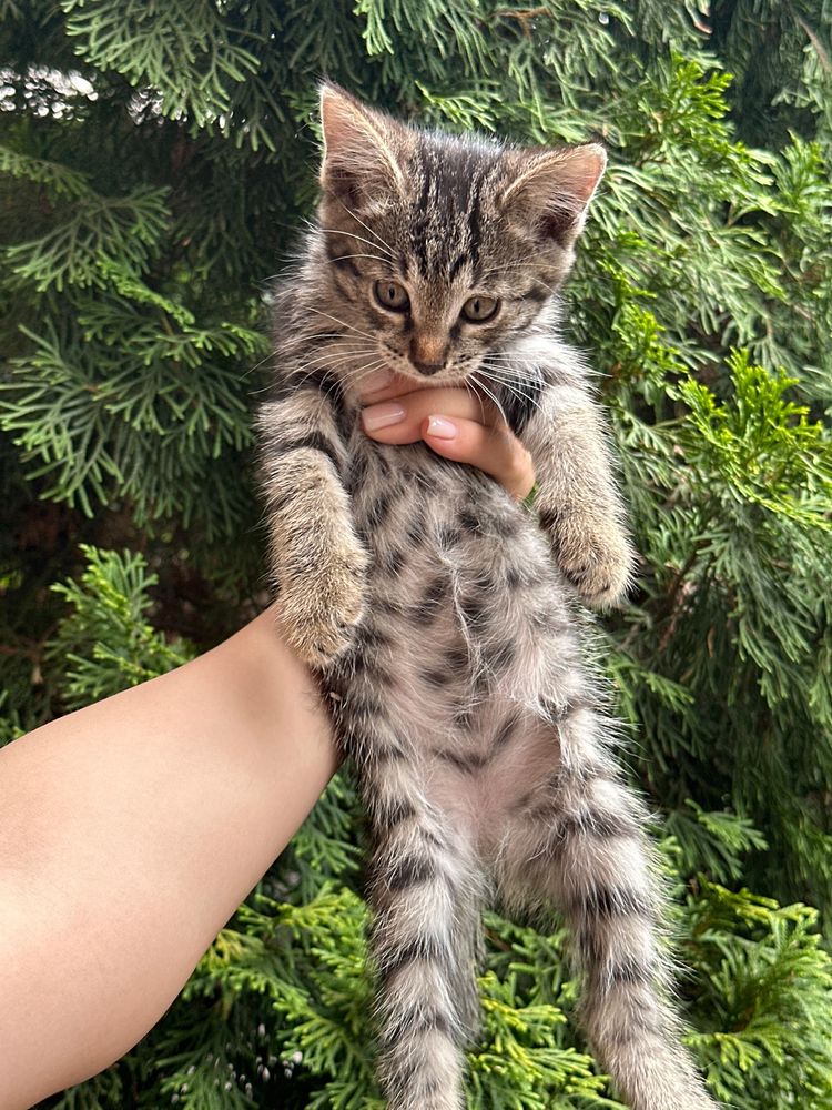 Котята отдам в добрые руки беслпатно