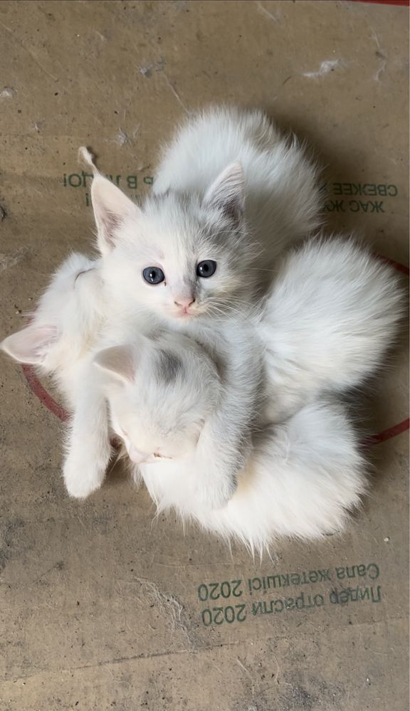Отдам котенка в добрые руки
