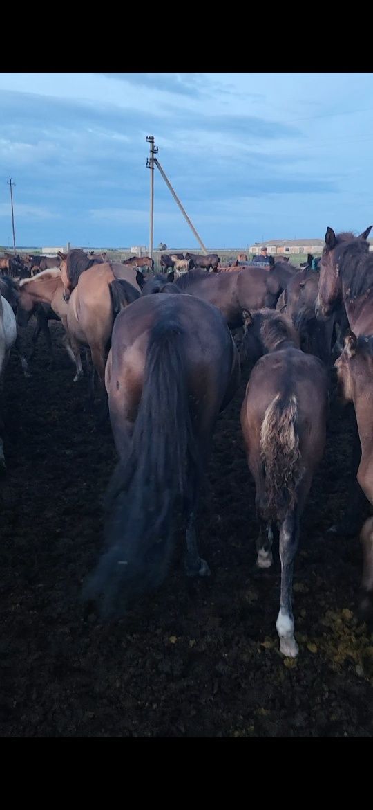 Продам кобылу с жеребенком