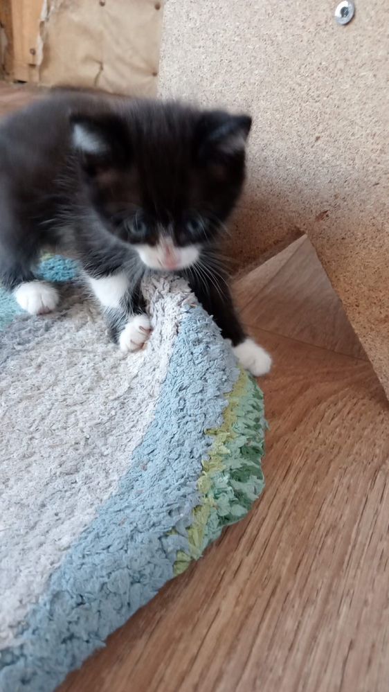 Отдам котят в отвественные руки!