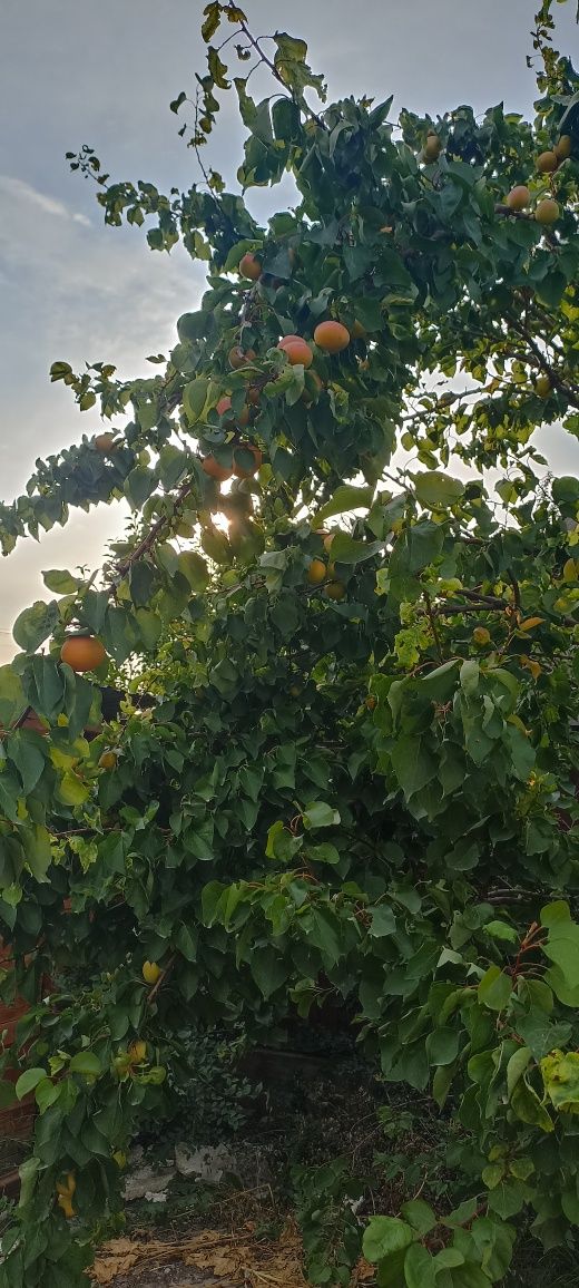 Продам 3х комнатный дом