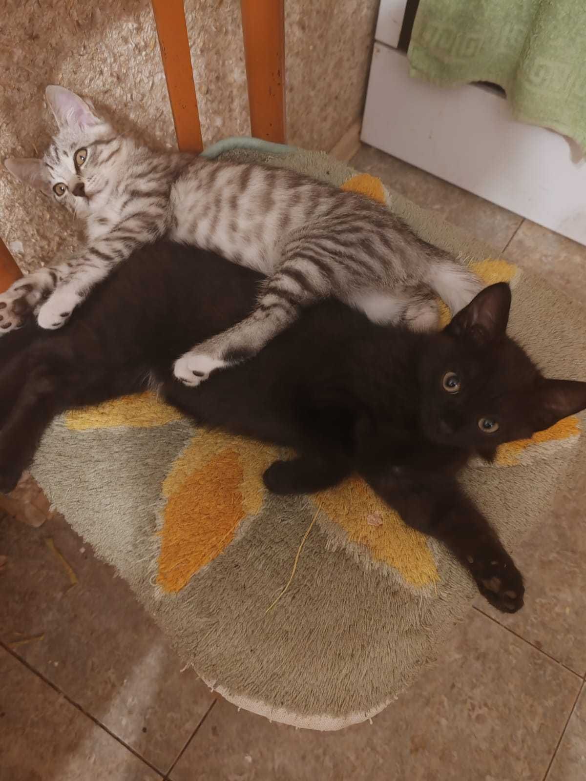 Отдам котят в добрые руки