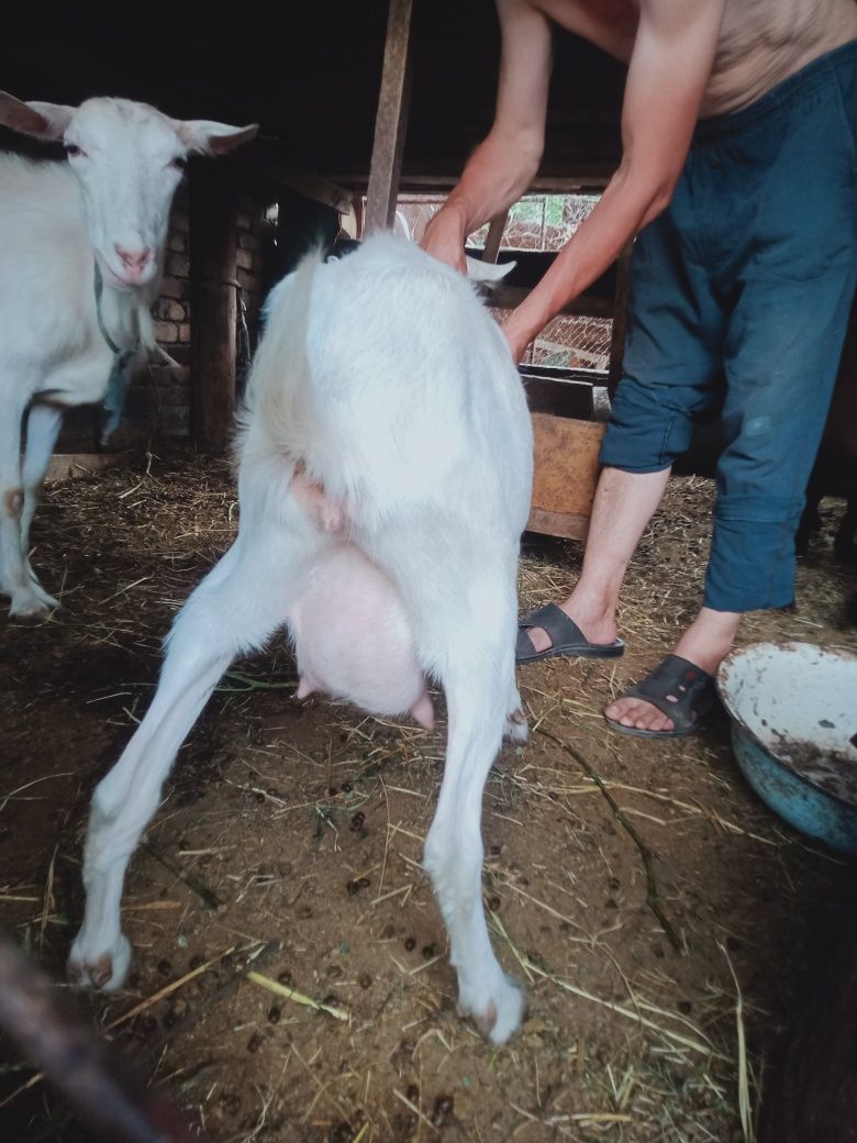 Продам козлы зааненский
