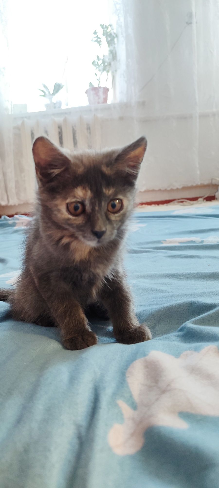 Отдам котенка в хорошие руки