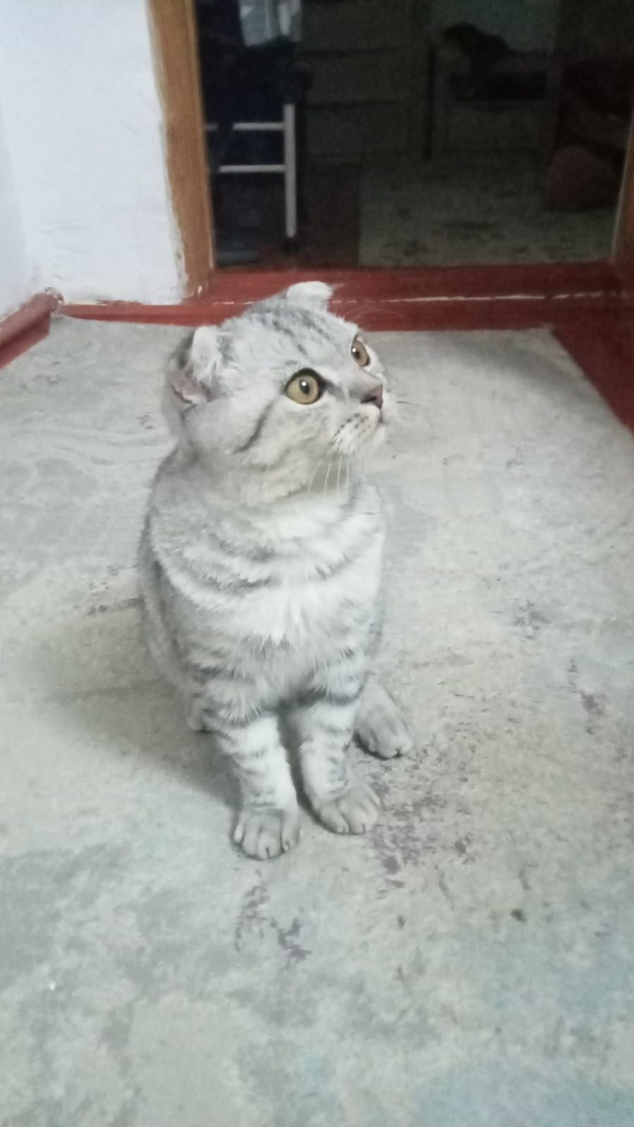 Котёнок вислоухий, возраст 6 месяцев