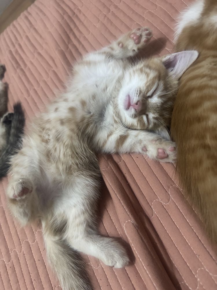 Отдам котят в хорошие руки