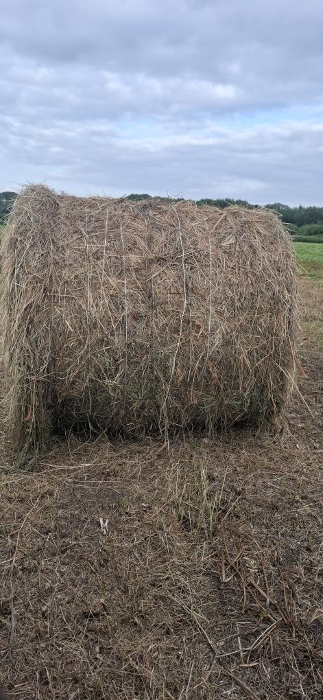 Продам луговое сено.