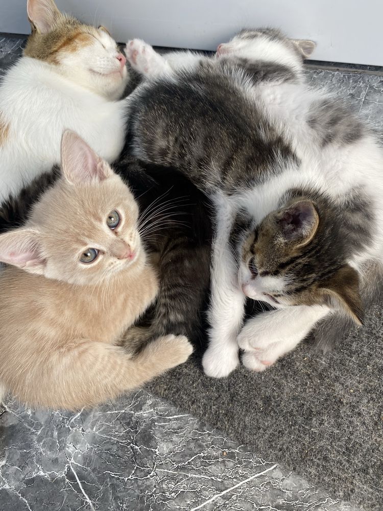 Котята в добрые руки