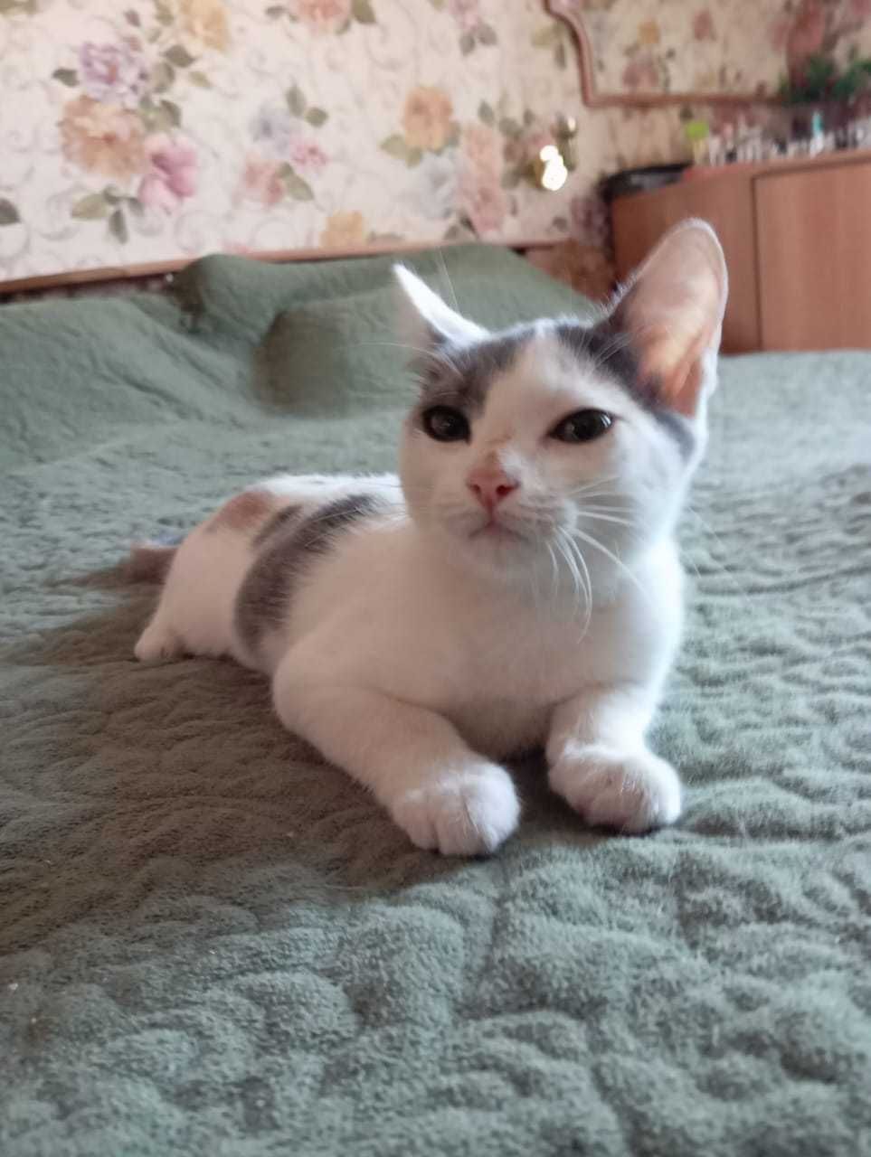 Котёнок Эльза ищет ответственных котородителей