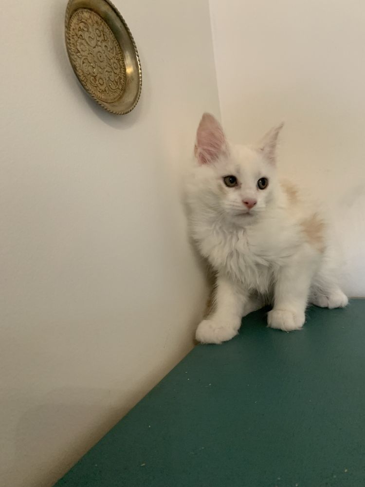 Котята мейнкун с родословными