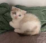 Отдам котенка в хорошие руки