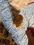 Домашний рыжий котёнок