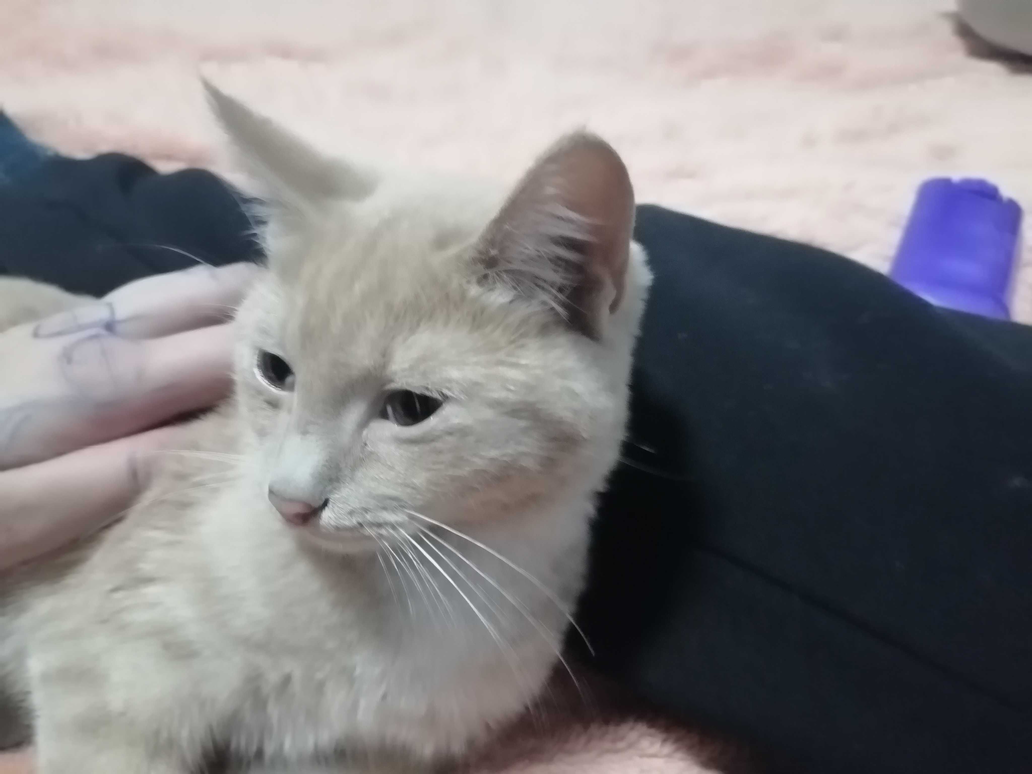 кошка,домашняя девочка