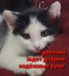 Котят отдам в добрые руки