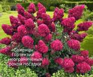 Саженцы - гортензия метельчатая.
