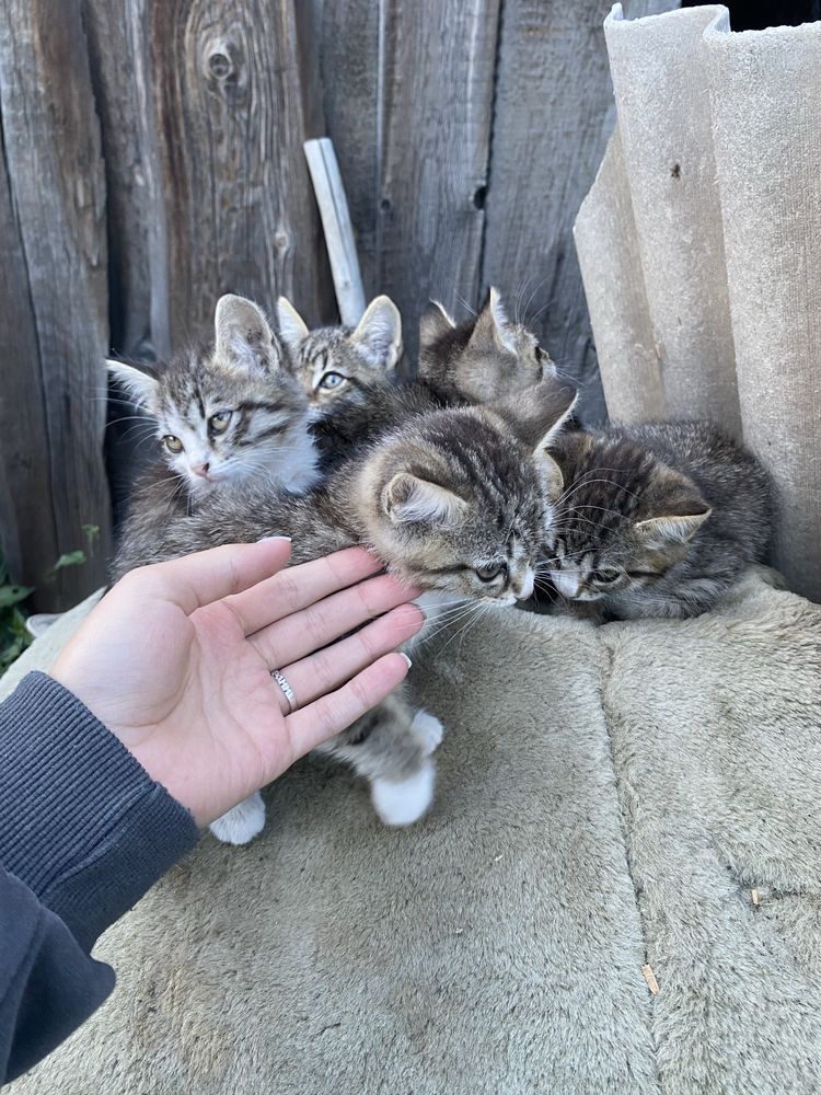 Отдадим маленьких котят