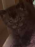 Котята в добрые ответственные руки