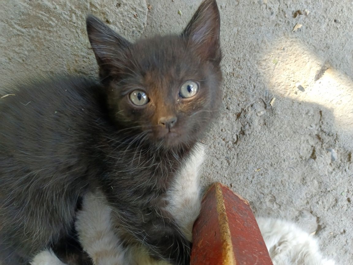 Отдам котят в хорошие руки