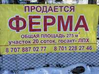 Птицеферма в городе