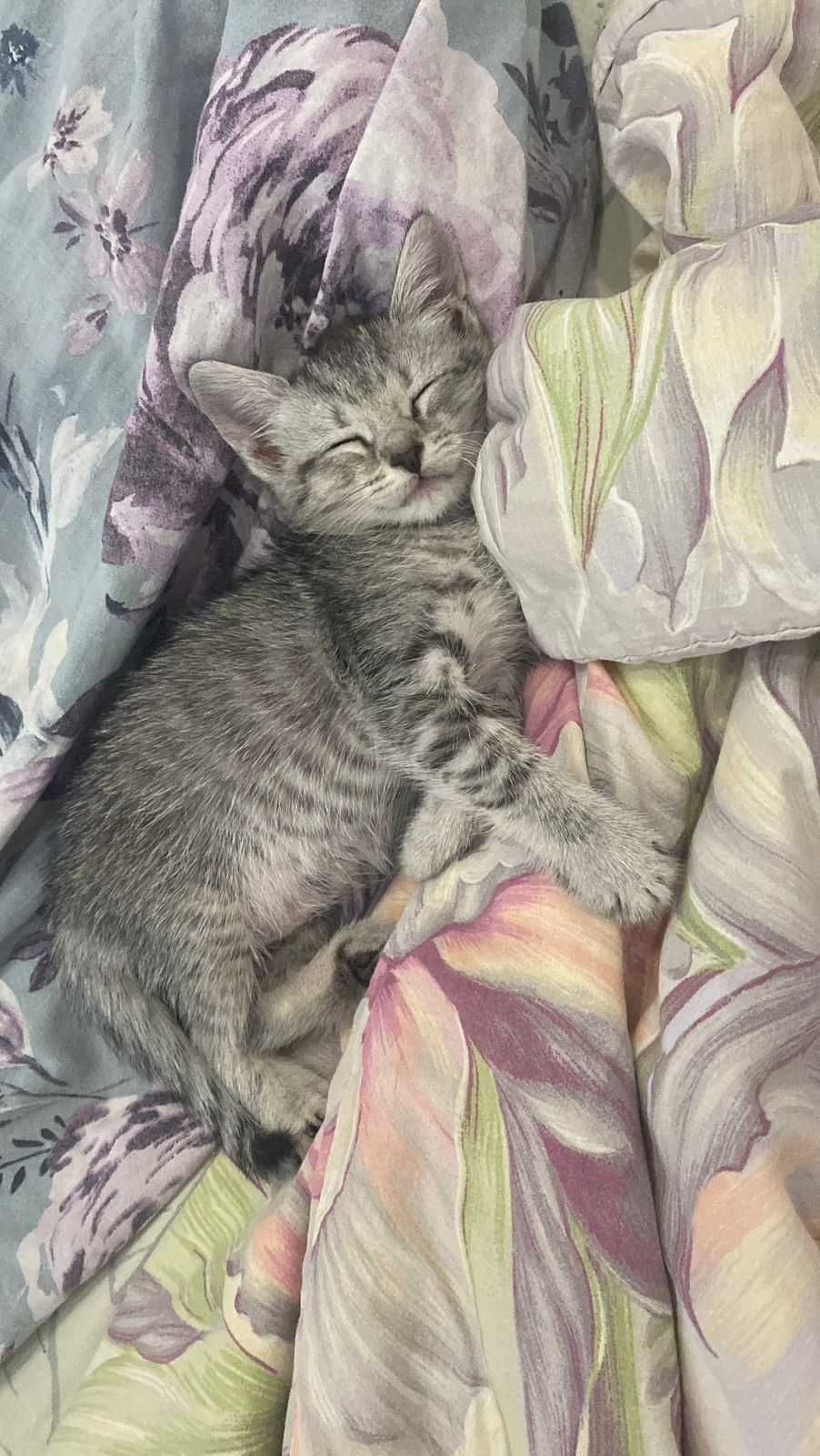 Котёнок, девочка в добрые руки