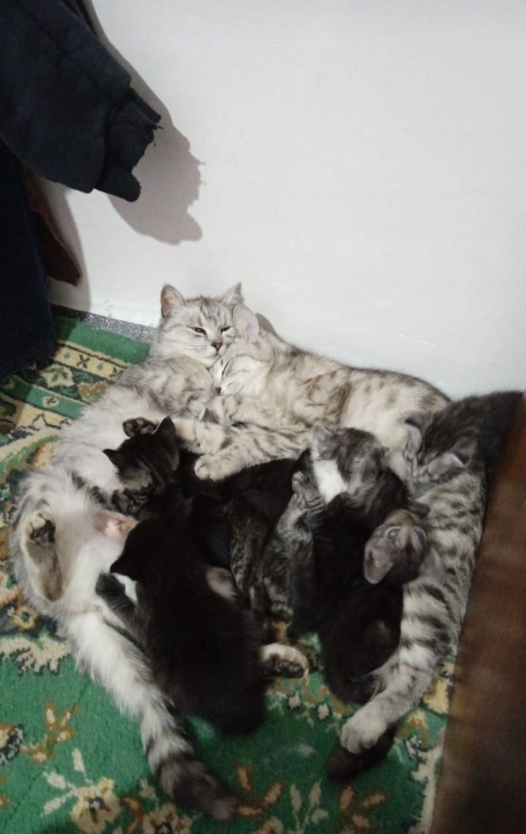 Котята от Шотландской кошки