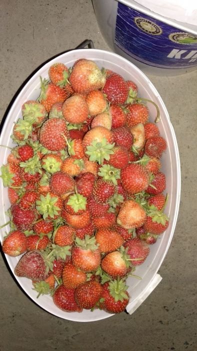 Продам рассады клубники, малины