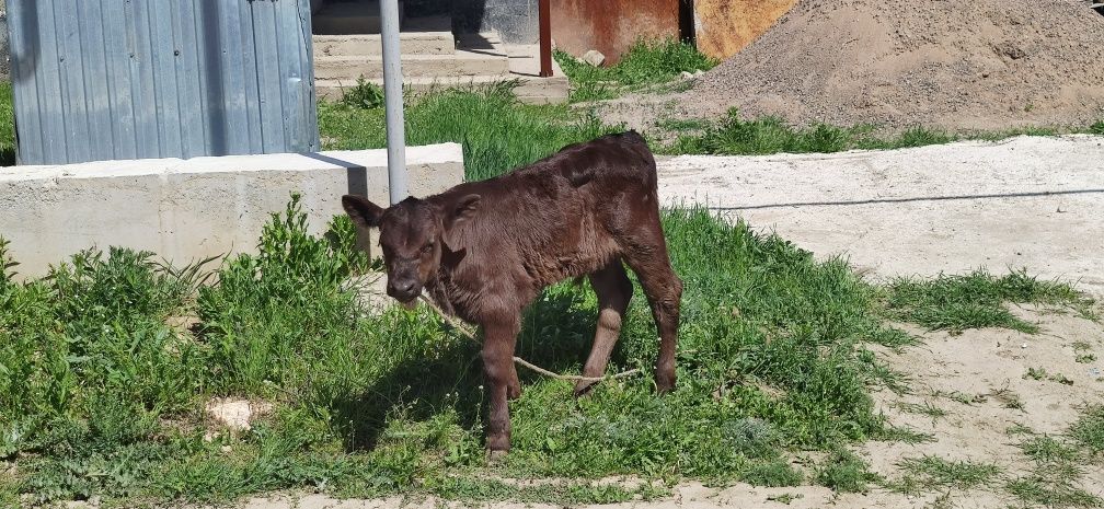Алатауский порода корова