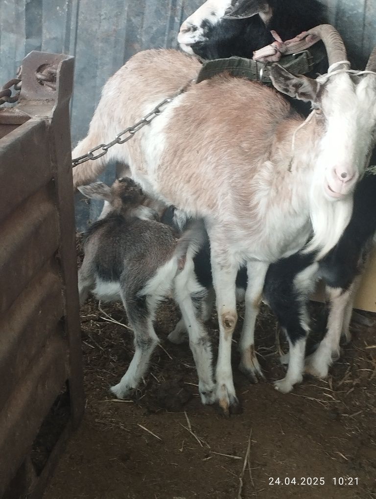Продам  козу  и козла
