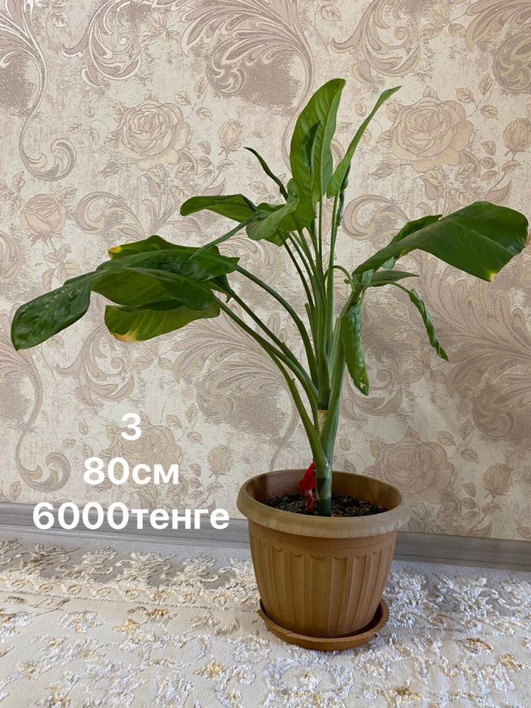 Продам цветы от 1000до 2500